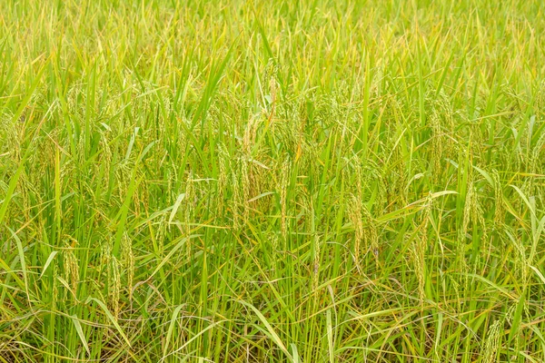 Close up of paddy rice — Stock Photo, Image