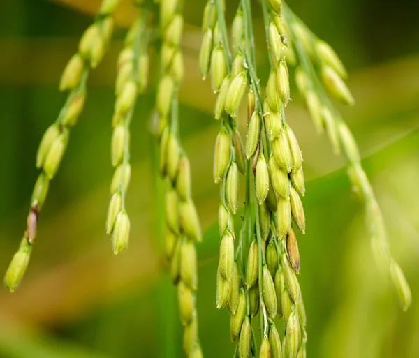 Close up of paddy rice — Stock Photo, Image