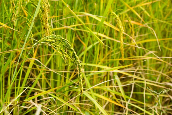 Close up de arroz paddy — Fotografia de Stock