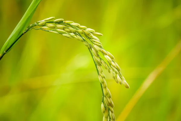 Close up de arroz paddy Fotografias De Stock Royalty-Free