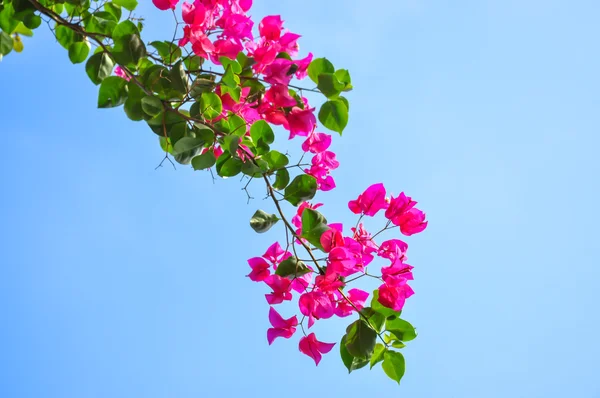 Blommande bougainvillea. — Stockfoto