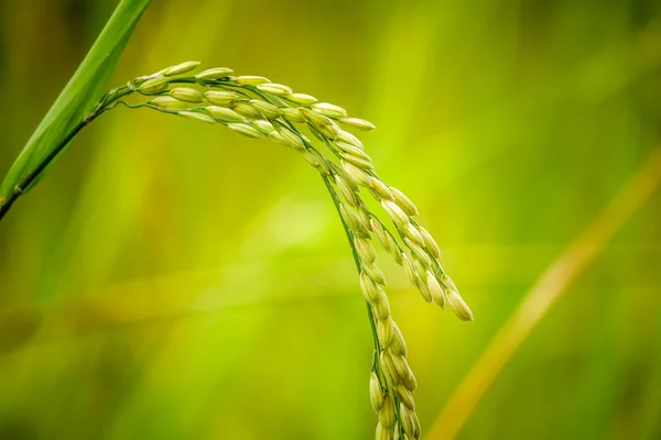 Закрытие рисовых плантаций Лицензионные Стоковые Фото