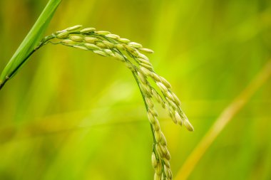 Paddy Rice 'a yakın durun.