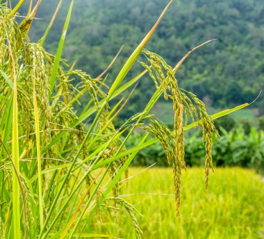 Paddy Rice 'a yakın durun.