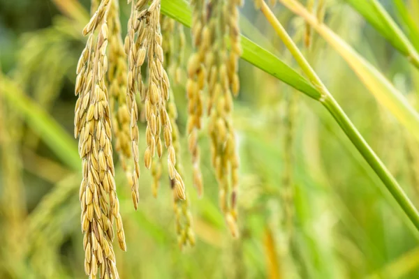 Close up de arroz paddy — Fotografia de Stock