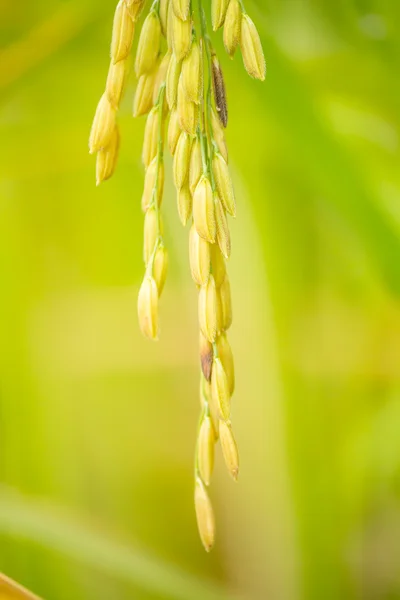 Golden rice — Stock Photo, Image