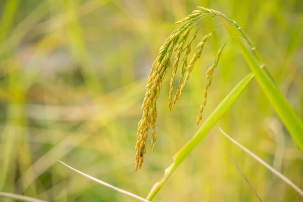Золотой рис — стоковое фото