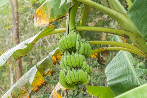 Skupina banán na stromě — Stock fotografie