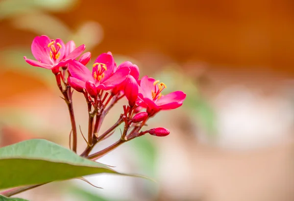 Blomma på träd — Stockfoto