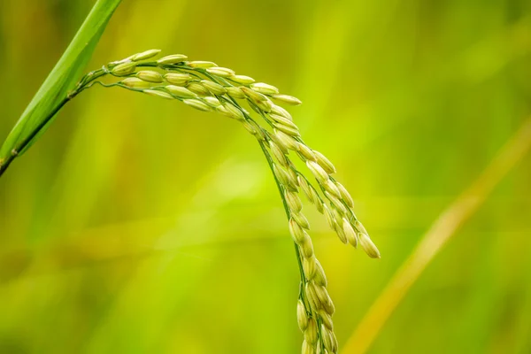 Close up de arroz paddy Imagem De Stock