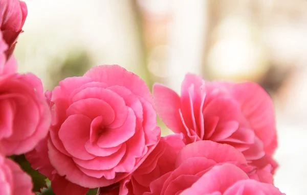 Hermosa flor, flor de begonia rosa — Foto de Stock