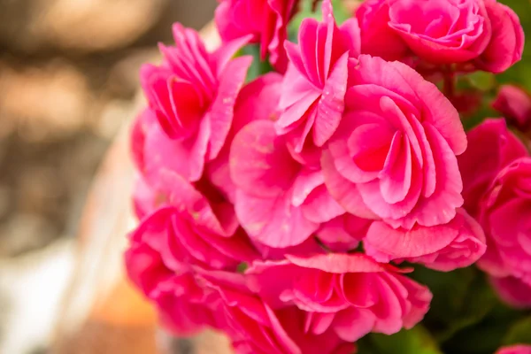 Hermosa flor, flor de begonia rosa — Foto de Stock