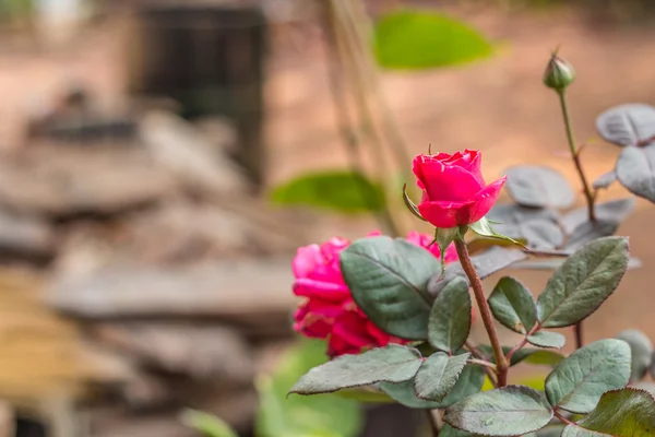 Rosas rojas —  Fotos de Stock