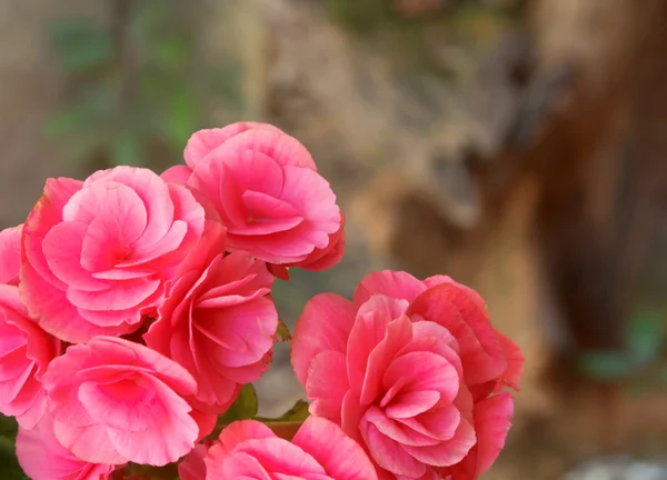 Begonia çiçek — Stok fotoğraf