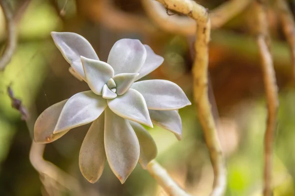 Star flower (กุหลาบหิน) — Stock Photo, Image