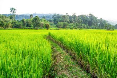ülkede doğa manzara