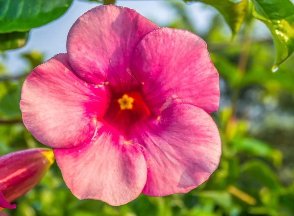 Flor rosa (ban bu ree ) —  Fotos de Stock