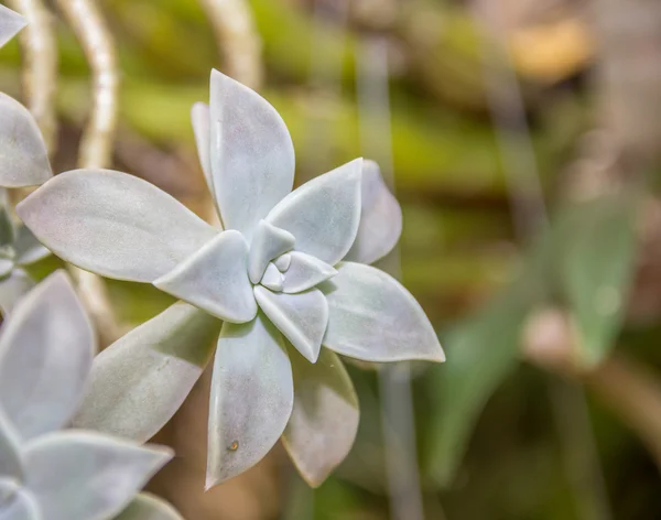 Close up Peacock Echeveria Cactus — Stock Photo, Image