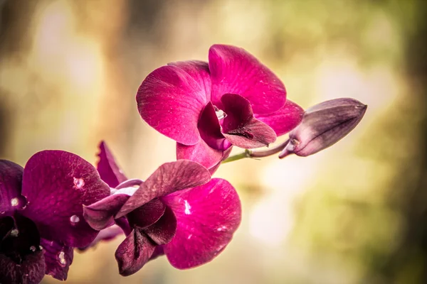 Vackra pink orchid — Stockfoto