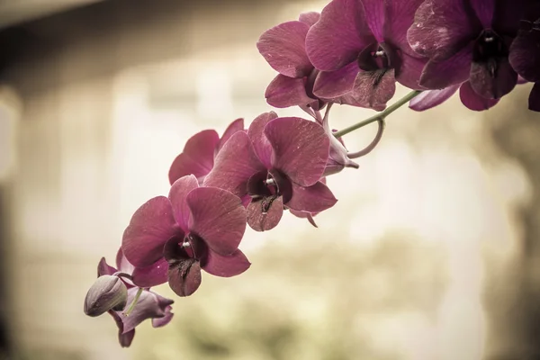 Vackra pink orchid — Stockfoto