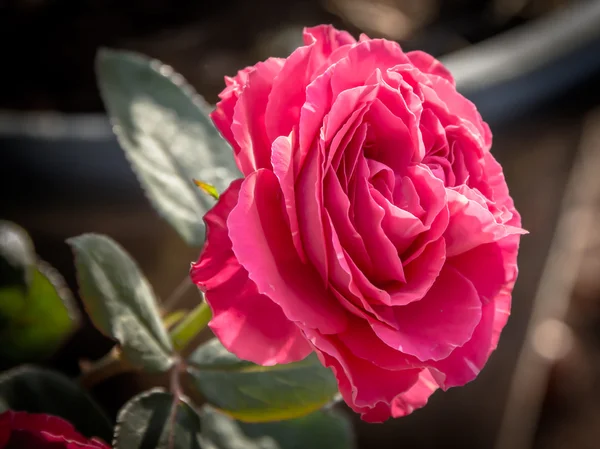 Durağındayım pembe Gül — Stok fotoğraf