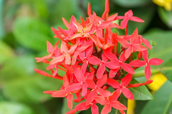 Beautiful red flowers spike. Into the background — Stock Photo, Image