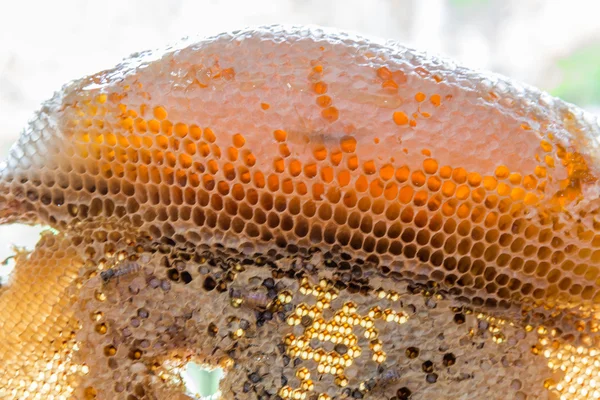 Honingraat met honing en jonge bee — Stockfoto