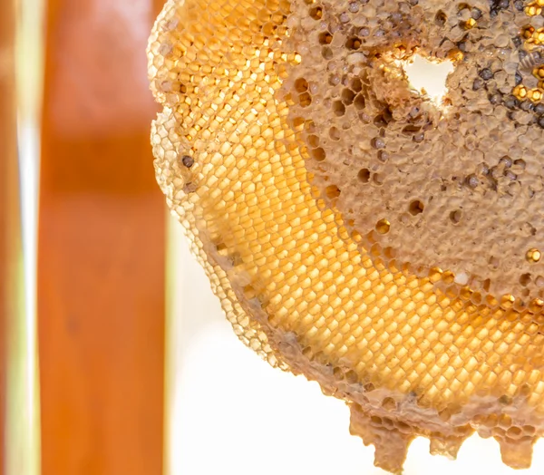 Favo de mel com mel e abelha jovem — Fotografia de Stock