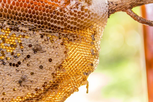 Wabe mit Honig und jungen Bienen — Stockfoto