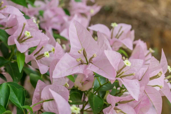 Bougainvillea floreciente, flores de buganvilla magenta —  Fotos de Stock