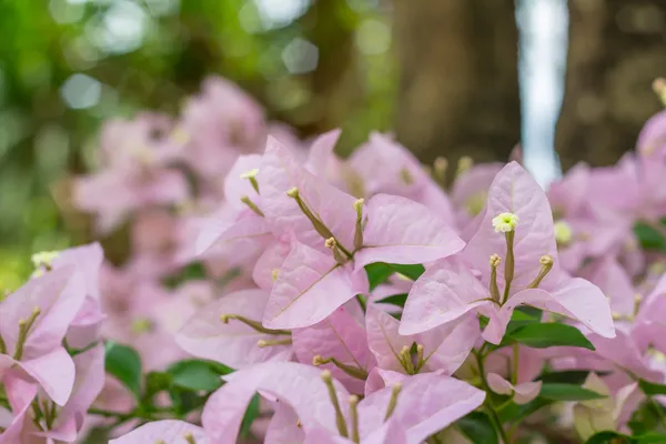 Bougainvillea floreciente, flores de buganvilla magenta —  Fotos de Stock