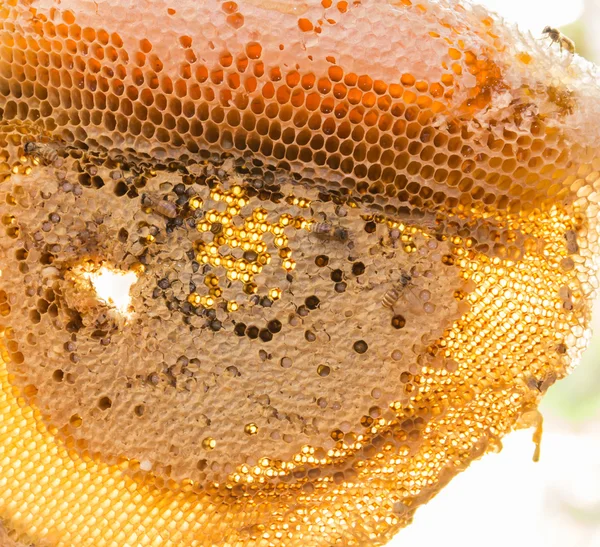 Honingraat met honing en jonge bee — Stockfoto