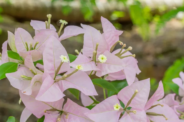 Bougainvillea floreciente, flores de buganvilla magenta —  Fotos de Stock