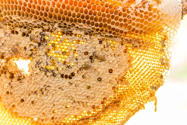 Honingraat met honing en jonge bee Stockfoto
