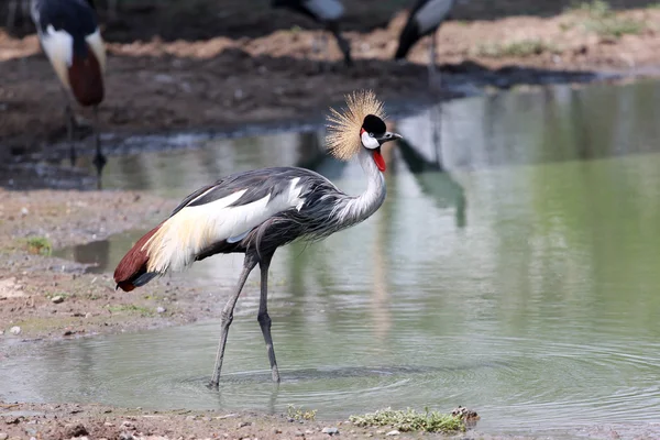 Afrika taçlı vinç