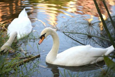 Gölde yüzen kuğu.