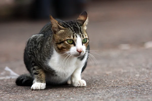 kedi yerde dinleniyor.