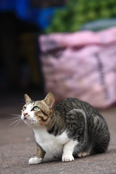 Resting cat on the ground — Stock Photo, Image