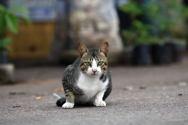 kedi yerde dinleniyor.