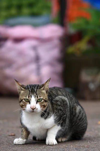 kedi yerde dinleniyor.