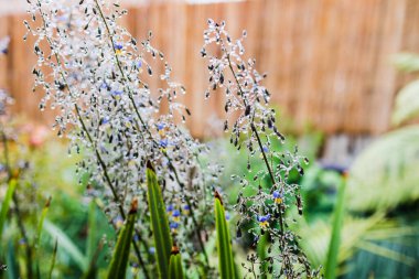 Yerli Avustralya dianella otları üzerinde çiçekler ve su damlacıkları ile sığ alan derinliğindeki yağmurdan sonra açık havada çekildi