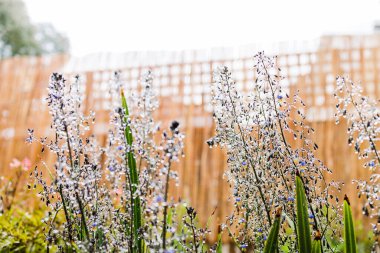 Yerli Avustralya dianella otları üzerinde çiçekler ve su damlacıkları ile sığ alan derinliğindeki yağmurdan sonra açık havada çekildi