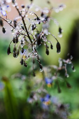 Yerli Avustralya dianella otları üzerinde çiçekler ve su damlacıkları ile sığ alan derinliğindeki yağmurdan sonra açık havada çekildi