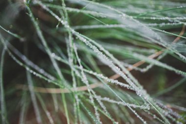 Yerli Avustralya poa otları güzel tropikal arka bahçelerinde yağmur damlaları ile sığ tarlalarda çekiliyor.
