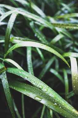 Yerli Avustralya dianella otları üzerinde su damlacıkları ile güneşli bir arka bahçede sığ alan derinliğindeki yağmurdan sonra çekildi.