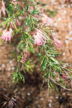 Yerli Avustralya yeşili semperfloren bitkisi açık havada sarı ve pembe çiçeklerle sığ bir tarlanın sığ sularında tropikal arka bahçede çekilir.