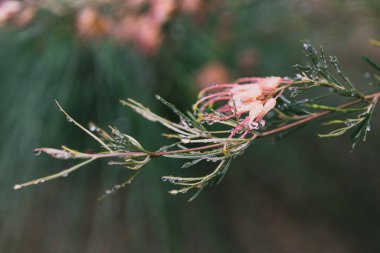 Yerli Avustralya yeşili semperfloren bitkisi açık havada sarı ve pembe çiçeklerle sığ bir tarlanın sığ sularında tropikal arka bahçede çekilir.