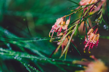 Yerli Avustralya yeşili semperfloren bitkisi açık havada sarı ve pembe çiçeklerle sığ bir tarlanın sığ sularında tropikal arka bahçede çekilir.