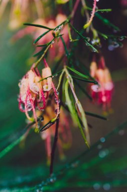 Yerli Avustralya yeşili semperfloren bitkisi açık havada sarı ve pembe çiçeklerle sığ bir tarlanın sığ sularında tropikal arka bahçede çekilir.