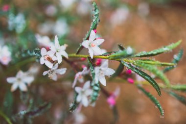 Yerli Avustralya fildişi bitkisi. Açık havada küçük beyaz çiçekleri olan. Güzel tropikal arka bahçede sığ bir tarlada çekilmiş.